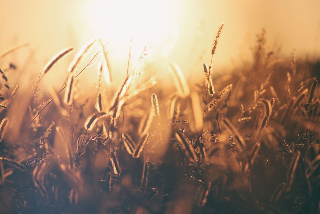 A pic of grain growing with sunshine behind it. Credit Erik Jan Leusink via Unsplash.
